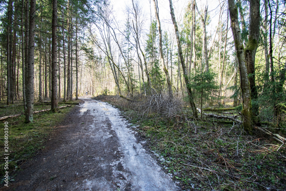 Fototapeta premium empty gravel road in the countryside in summer heat