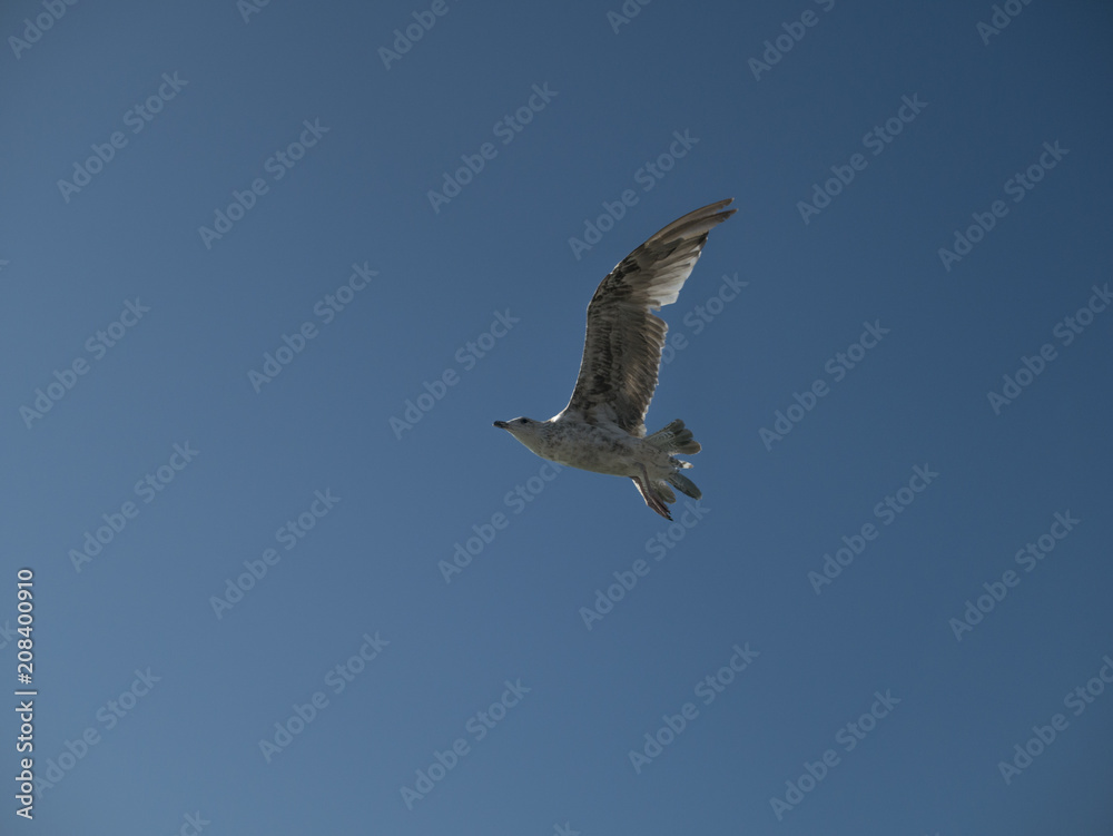 Seagull flying No.2
