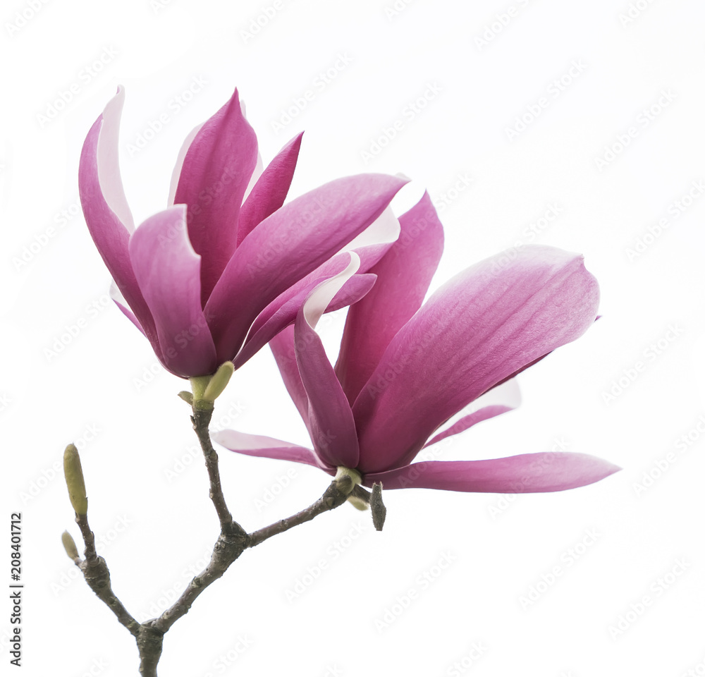 Obraz premium magnolia flower spring branch isolated on white background