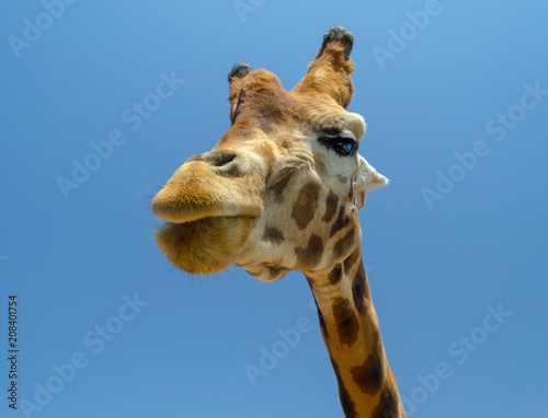 Giraffe in safari animal, wildlife, nature, african wild mammal photo