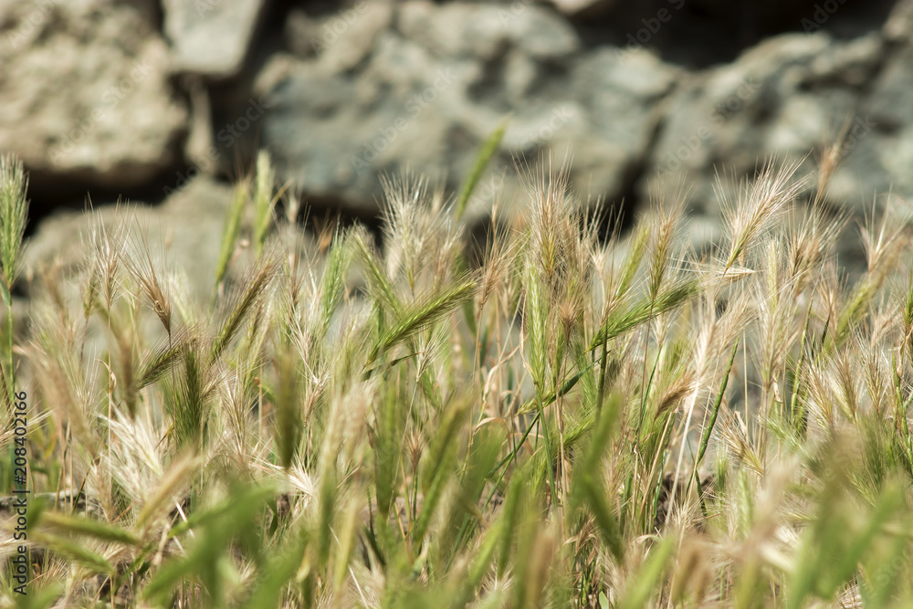 Fototapeta premium Spikes of grass