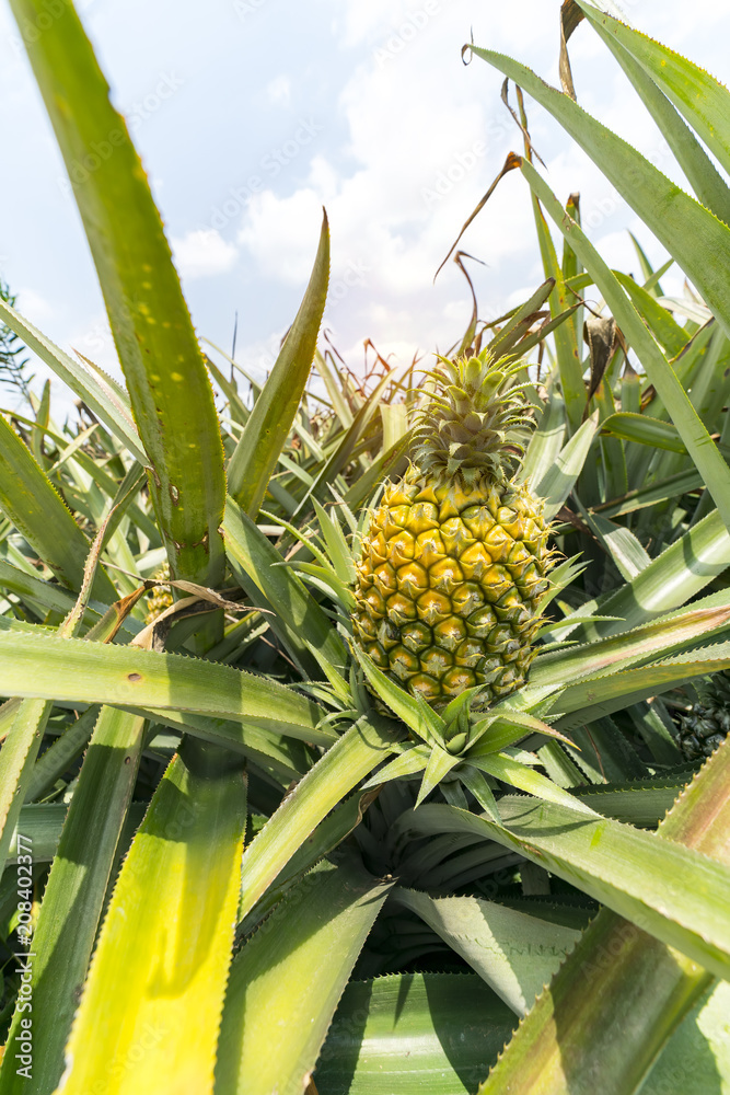 Obraz premium Pineapple fruit on the plantation farm