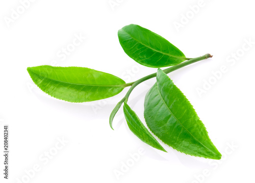 Green tea leaf on white background.