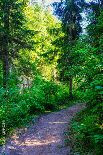 empty gravel road in the countryside in summer heat