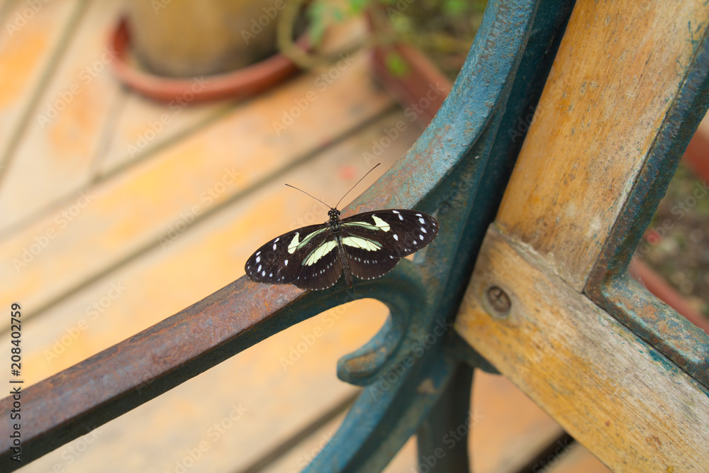 Schmetterling auf Bank
