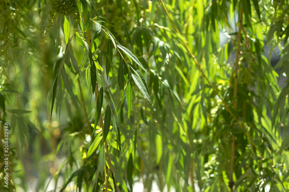 Willow branches Willow branches
