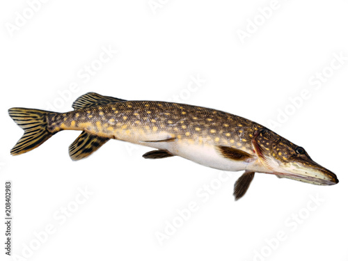 pike, isolated over white