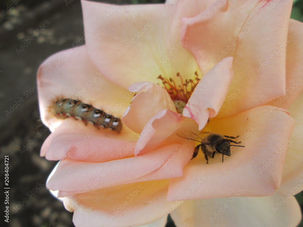 Obraz premium caterpillar