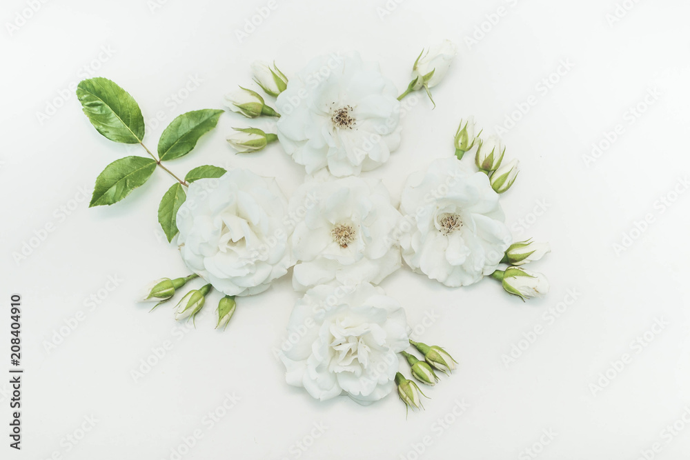 Fototapeta premium White Rose