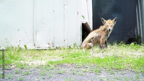 Diseased fox sitting near shed