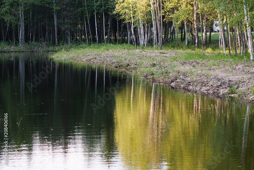 Beautiful young birches are reflected in the water