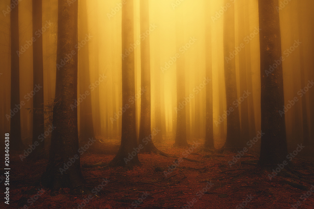 Fototapeta premium marzycielski las fantazji mglisty z promieni słonecznych rano jesienią