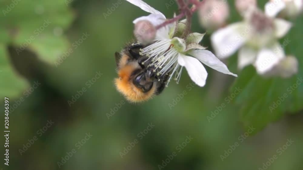 Bee Big Bumblebee Gathering Pollen Flying on White Flowers Bee Big Bumblebee Gathering Pollen Flying on White Flowers