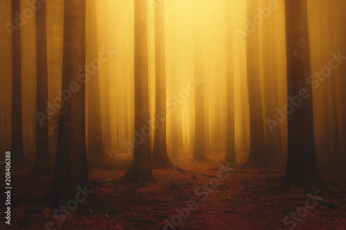Fototapeta Naklejka Na Ścianę i Meble -  foggy fantasy dreamy forest with sunshine at morning in autumn