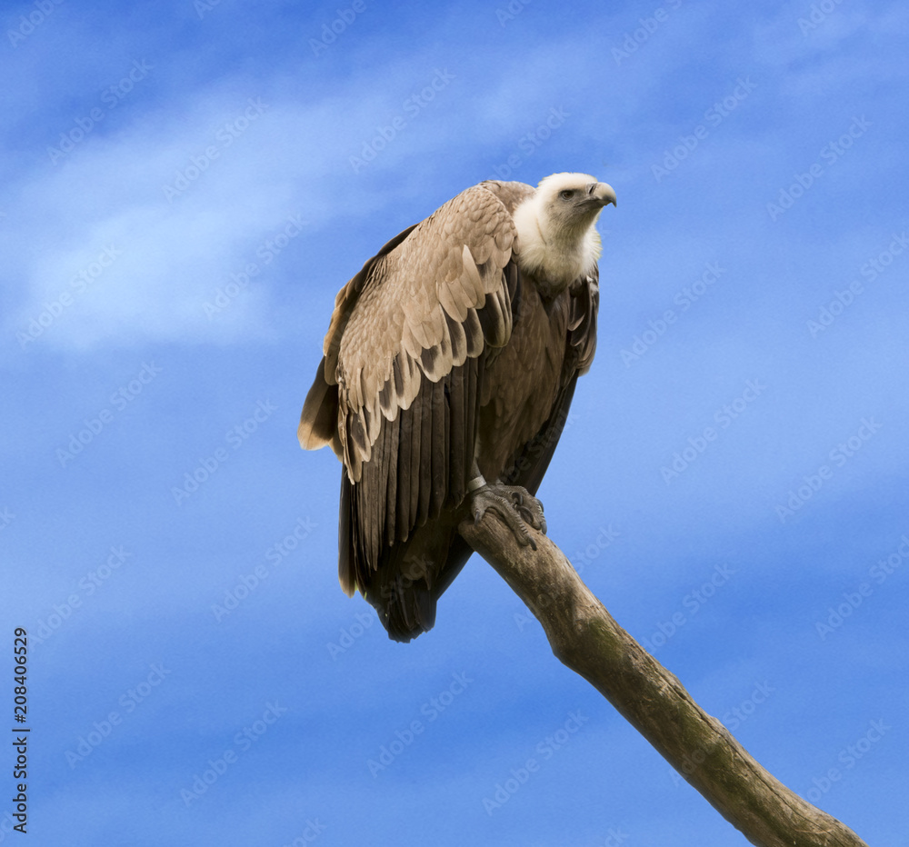A common griffon (Gyps fulvus) sits on a branch A common griffon (Gyps fulvus) sits on a branch