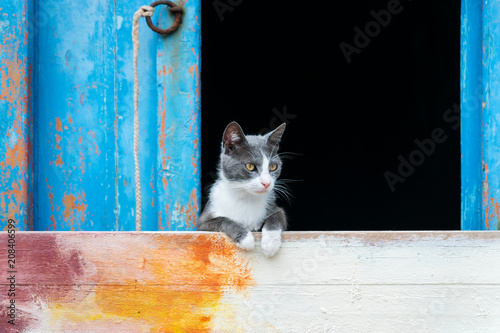 Fototapeta Naklejka Na Ścianę i Meble -  cat wood window
