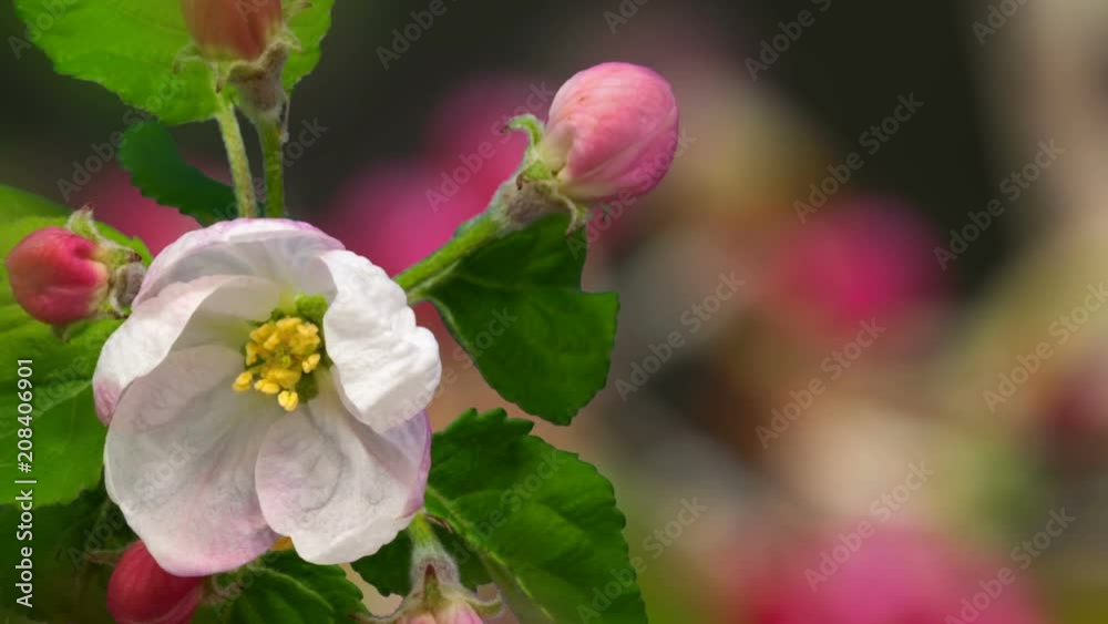 macro time lapse video of an apple fruit tree flower growing and blossoming on a dark blue background macro time lapse video of an apple fruit tree flower growing and blossoming on a dark blue background