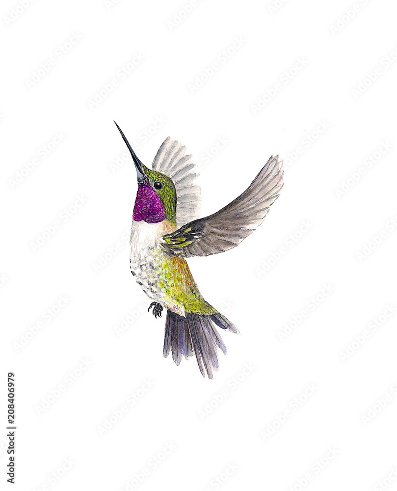 Obraz premium Hummingbird watercolor