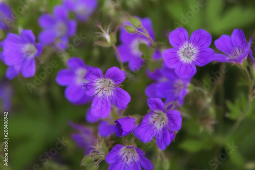 bouquet of forest geranium
