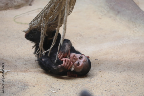 Affenbaby  Grömitzer Zoo