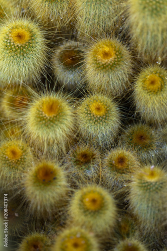 Yellow tower cactus photo