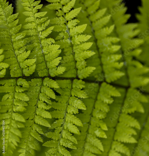Detail of the wood fern leaves