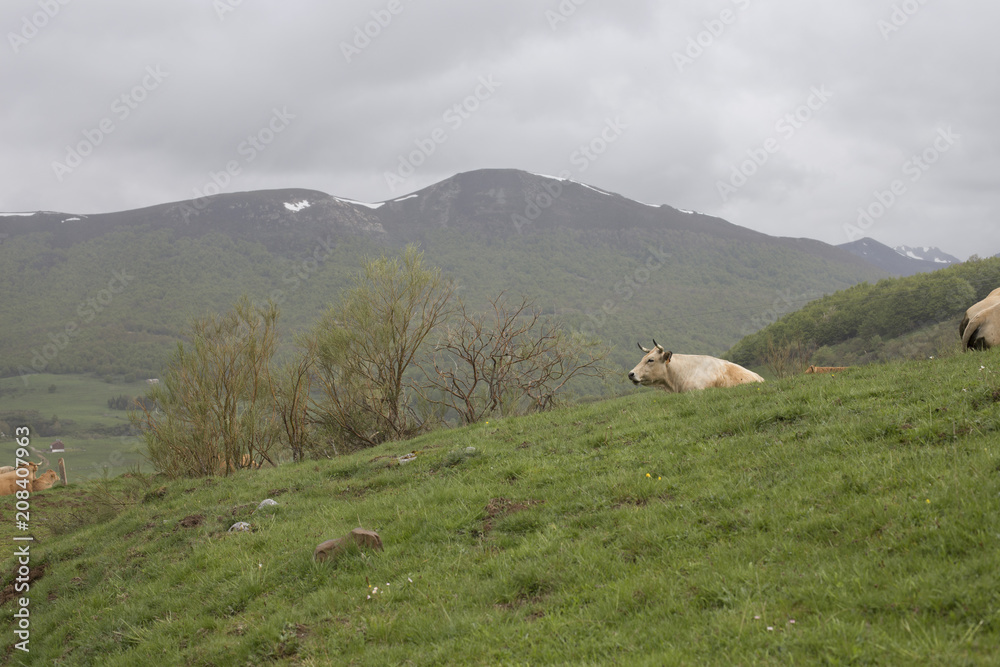 Fototapeta premium Grazing cows in a meadow