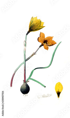 Illustration of plant photo