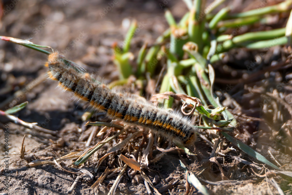 Caterpillar Lasiocampa trifolii on ground