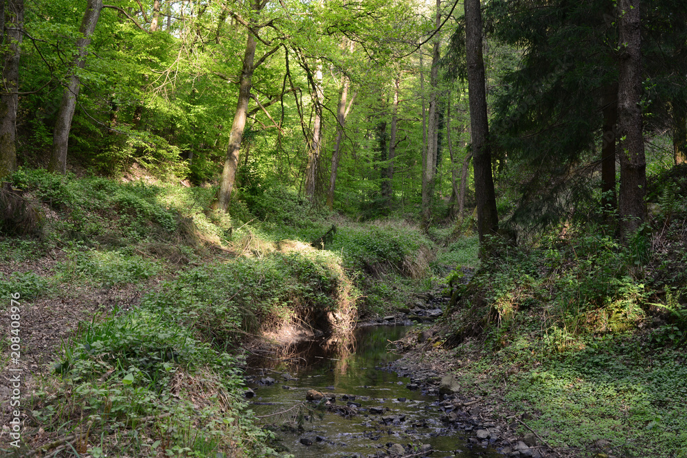 Obraz premium Wald bei Bad Münstereifel