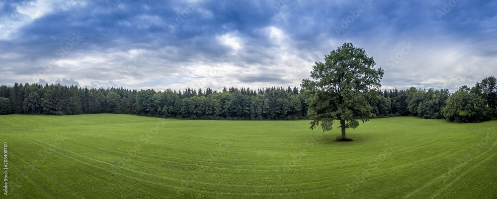 Tree on a meadow, sky with dark clouds, Upper Bavaria, Bavaria, Germany, Europe Tree on a meadow, sky with dark clouds, Upper Bavaria, Bavaria, Germany, Europe