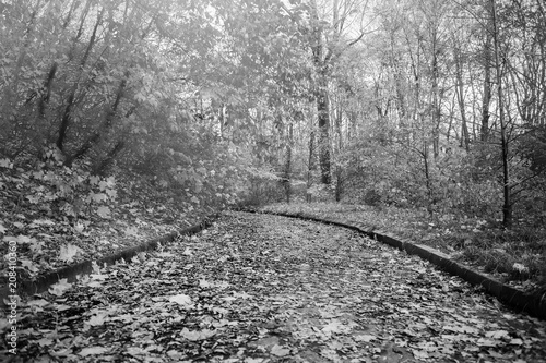 Fototapeta Naklejka Na Ścianę i Meble -  black and white landscape road in an autumn park