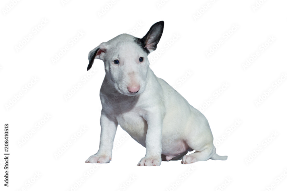 beautiful white bull Terrier puppy with a straight back at the dog show, on a white background