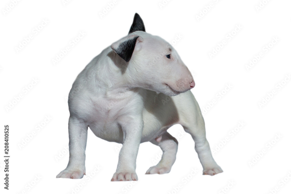 beautiful white bull Terrier puppy with a straight back at the dog show, on a white background