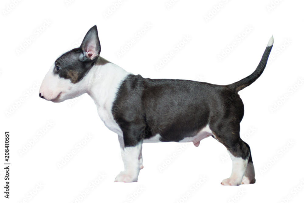 beautiful bull Terrier puppy of black and white color with a straight back at the dog show, on a white background