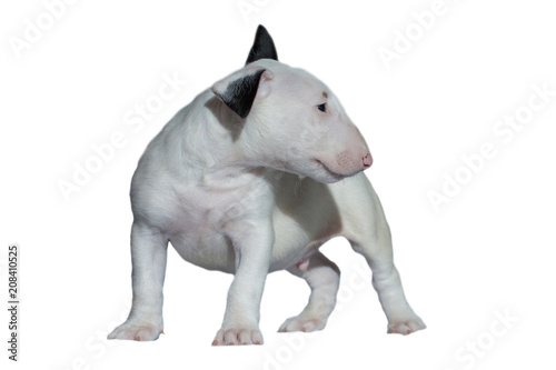 beautiful white bull Terrier puppy with a straight back at the dog show  on a white background
