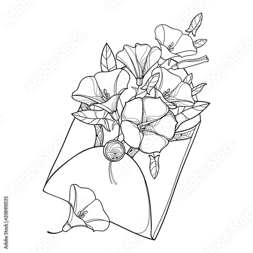 Vector bouquet with outline Convolvulus or Bindweed, ornate leaf and bud in open craft envelope in black isolated on white background. Contour Bindweed flower bunch for summer design or coloring book.