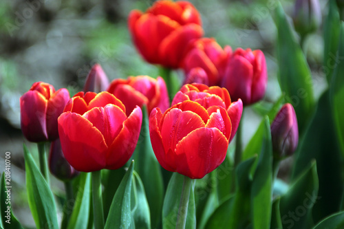 Red and Yellow Tulips