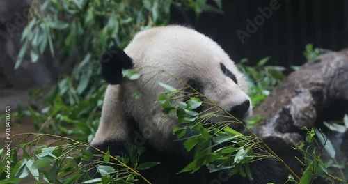 Giand Panda Bear eating bamboo shoot. China Wildlife. photo