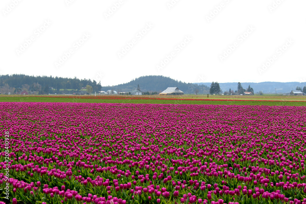 Tulip Fields in Skagit County