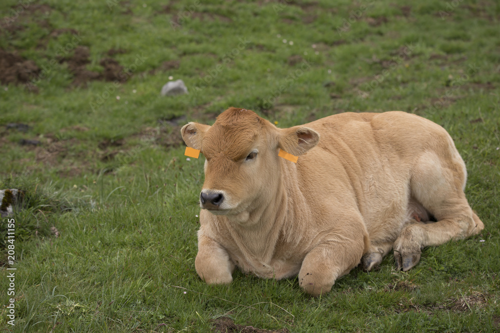 A calf is resting A calf is resting