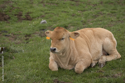 A calf is resting