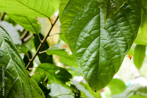 Cocoa leaves