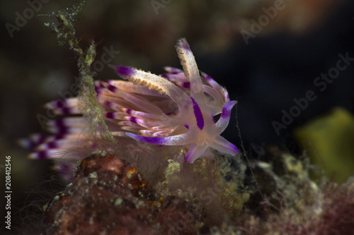 Sea slug Coryphellina rubrolineata. Picture was taken in Anilao, Philippines photo