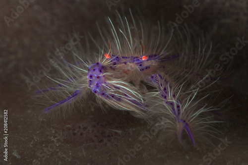 Pink hairy squat lobster (Lauriea siagiani). Picture was taken in Anilao, Philippines