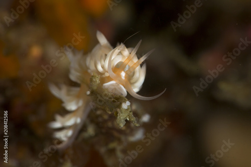 Sea slugs, aeolid nudibranchs Caloria sp. in Anilao, Philippines