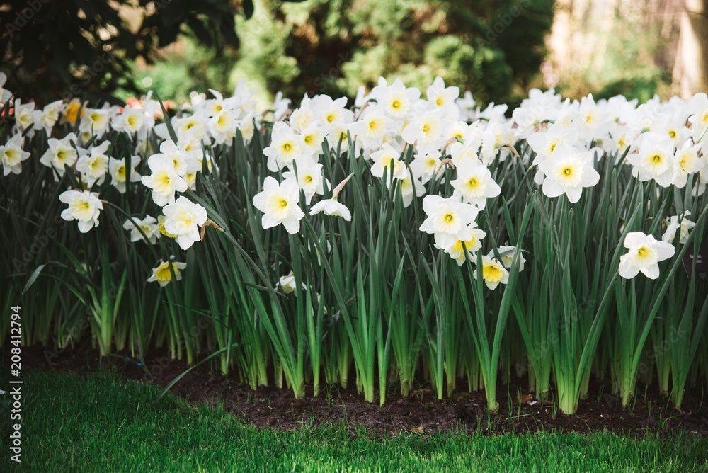 Group of Yellow and White Flowers in Flower Bed, Amsterdam, Holland, The Netherlands Group of Yellow and White Flowers in Flower Bed, Amsterdam, Holland, The Netherlands