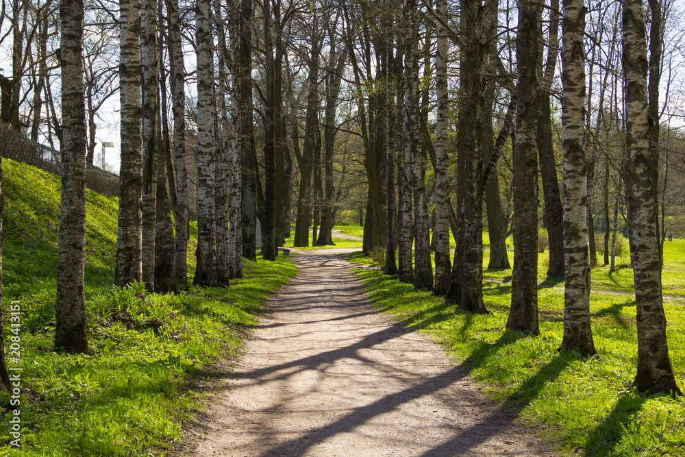 Obraz premium Wieczorna wiosenna aleja parku. Gatchina, Gatchina Park, Rosja, Leningrad Region.