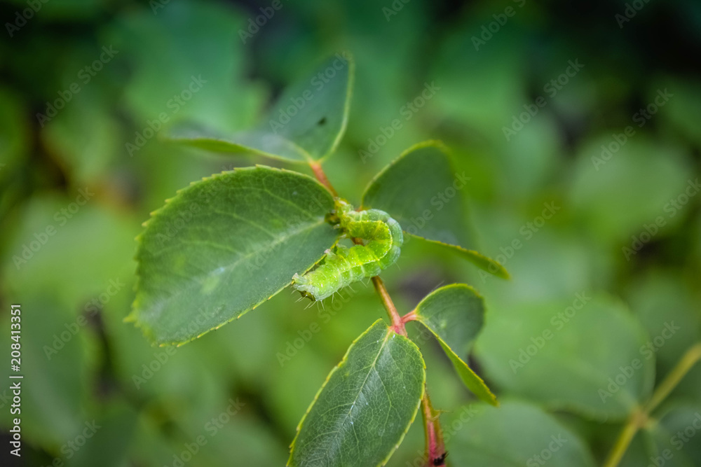 Green caterpillar on a concrete background Green caterpillar on a concrete background