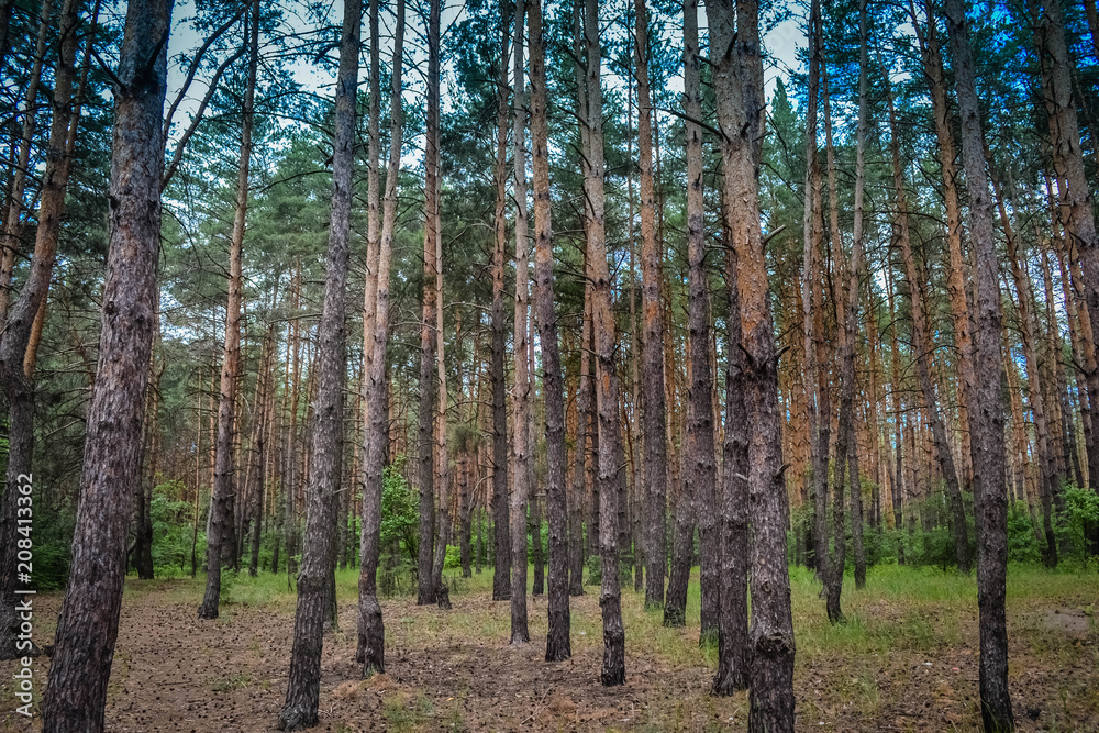 Fototapeta premium Coniferous forest against the sky